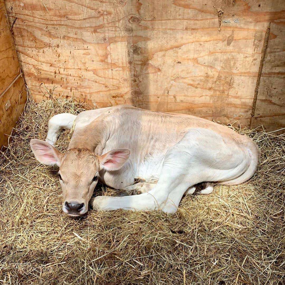 奈良美智のインスタグラム：「new born baby.」