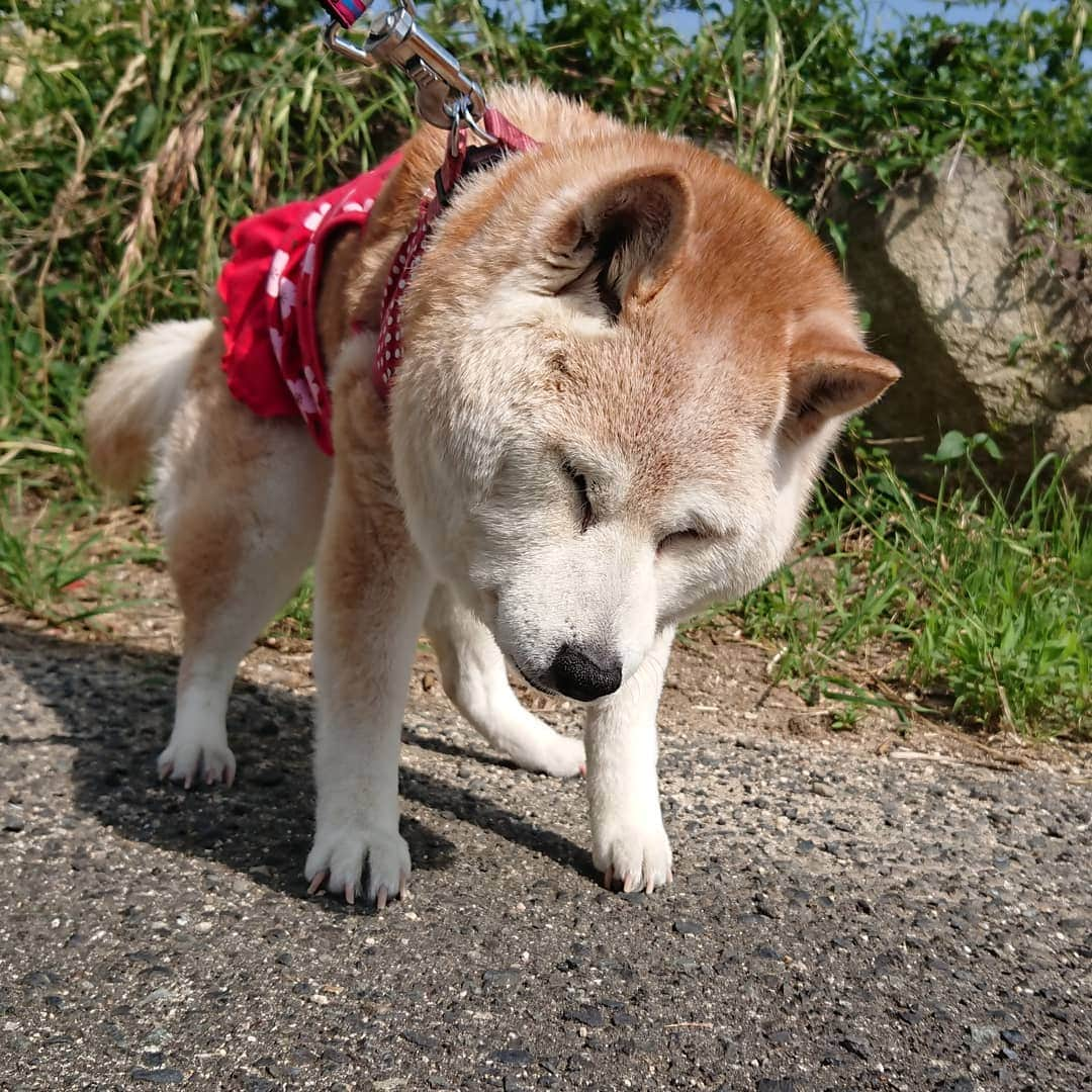 柴子さんのインスタグラム写真 - (柴子Instagram)「あ、どうも。柴子(仮名)です。 #柴犬　#shibainu #shibastagram  #起きてますか？」6月5日 8時57分 - senogawadogs