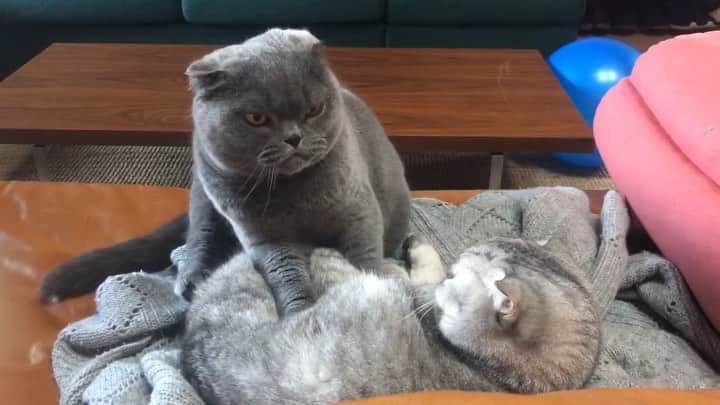 Baconのインスタグラム：「Don’t worry Maple, it’s just a gentle massage.. I promise! 😸😼😽 #catmassage #siblings #massage #affection #bully」