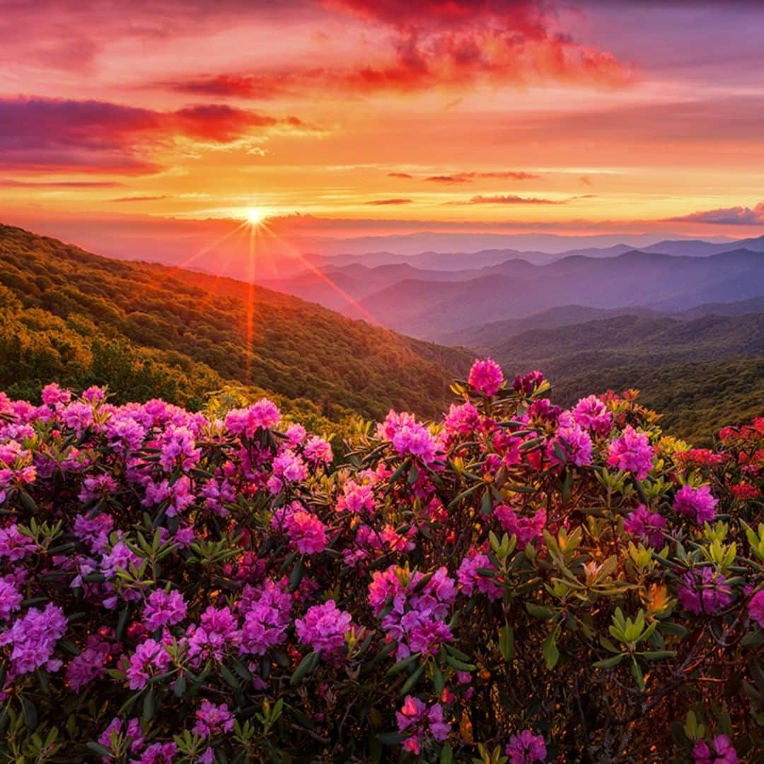 アメリカ内務省さんのインスタグラム写真 - (アメリカ内務省Instagram)「Every year in June, the pink and purple blooms of rhododendron appear along exposed mountain ridges near the #BlueRidgeParkway and the Appalachian Trail in #NorthCarolina. These splashes of color highlight the already remarkable beauty of this rolling landscape. Photographer Luke Sutton looks forward to it every spring and this shot is one of his favorites. “Just before sundown the wind picked up and all these clouds started pouring in. Luckily the wind would give me a brief second so I could snap photos before it would pick back up. It was like Mother Nature allowing me to capture this beautiful scene.” Photo @BlueRidgeNPS courtesy of Luke Sutton (@jeffreylukesutton). #travel #FindYourPark #usinterior」6月5日 9時10分 - usinterior