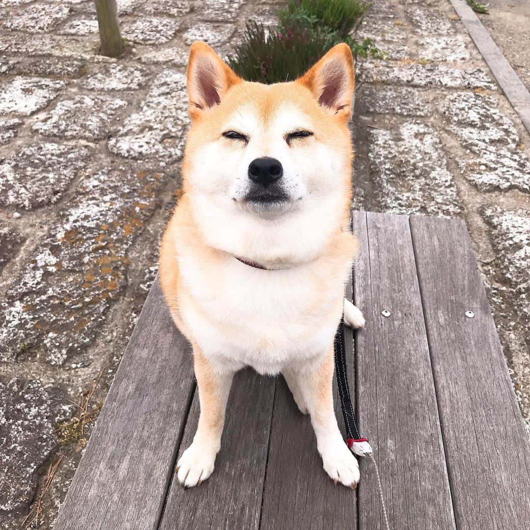 マル子さんのインスタグラム写真 - (マル子Instagram)「最近安定の用足し後の休憩。 あさんぽ時の休憩では本日の申し送りのお話をします。 ちゃんとこっちを向いて話を聞いていますがだんだん目が細くなっていきます🤣 #マル子  #柴犬  #shiba  #目細マル子」6月5日 9時34分 - tomikago