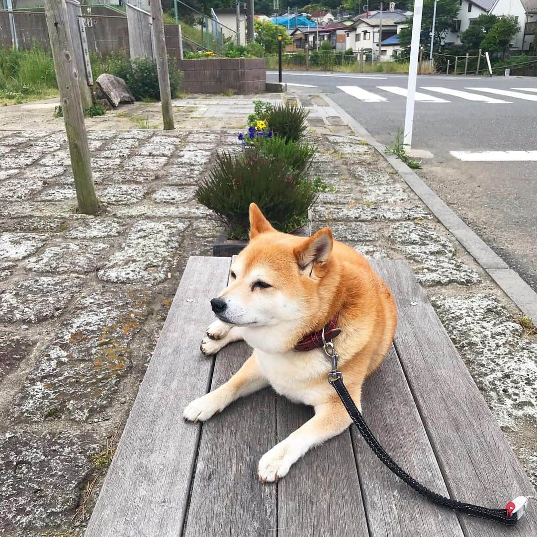 マル子さんのインスタグラム写真 - (マル子Instagram)「最近安定の用足し後の休憩。 あさんぽ時の休憩では本日の申し送りのお話をします。 ちゃんとこっちを向いて話を聞いていますがだんだん目が細くなっていきます🤣 #マル子  #柴犬  #shiba  #目細マル子」6月5日 9時34分 - tomikago