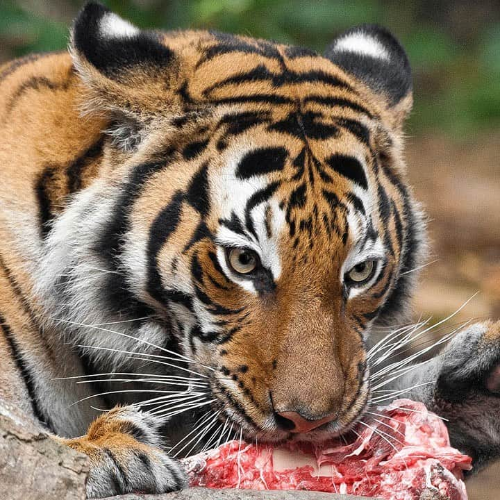 San Diego Zooさんのインスタグラム写真 - (San Diego ZooInstagram)「To celebrate "Hug Your Cat Day" here are a few cats you definitely shouldn't hug  #NationalHugYourCatDay #DontTouchTheseFelines #NotFelineFriendly #sandiegozoo #seriouslydonteventhinkofhuggingthesecats」6月5日 9時51分 - sandiegozoo