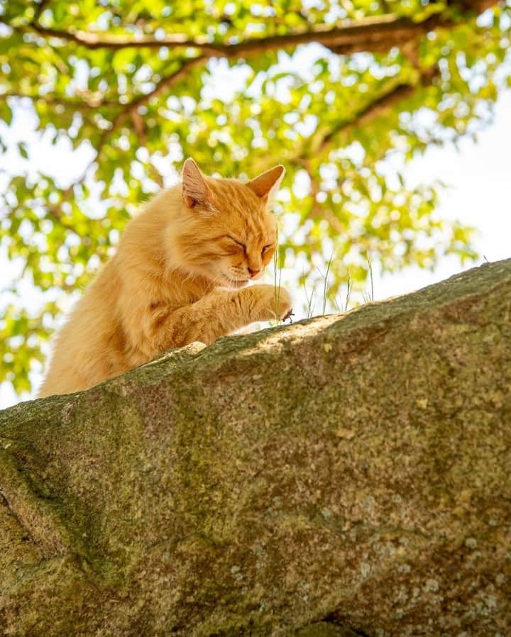 NEKOくらぶさんのインスタグラム写真 - (NEKOくらぶInstagram)「|| 高いところで毛づくろいは最高ニャ(=^・^=)⠀ *⠀ Facebookから、Shiraishi Yujiさんの作品ですにゃ（＝ΦωΦ＝）⠀ *⠀ 投稿いただいたURL⠀ https://www.facebook.com/photo.php?fbid=2182413238546612⠀ *⠀ いいね！＆コメント大歓迎！！⠀ *⠀ #nekoclub #NEKOくらぶ #Japan #Photo #写真 #日本 #cat #ネコ #ねこ #猫 ⠀ Follow: @nekoclub_jpn⠀ *⠀ ▼【廣済堂出版共同企画】NEKOくらぶの皆さまとつくる「NEKOくらぶ写真集」、発売中♪（＝ΦωΦ＝）⠀ ※詳細は本アカウント「 @nekoclub_jpn 」のプロフィールに固定しているハイライトから」6月5日 10時00分 - nekoclub_jpn