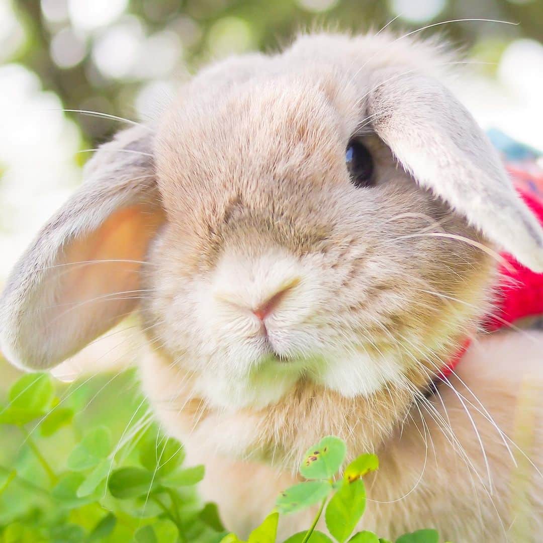 usagraphさんのインスタグラム写真 - (usagraphInstagram)「今日めっちゃ部屋の中ムシムシした💦 このまま梅雨に入って夏になって行くのかなぁ😥夏苦手💧 ＊ ＊ ＊ #うさぎ #rabbit #bunny #ふわもこ部  #WeeklyFluff #igersjp  #instabunnies #tokyocameraclub #東京カメラ部  #bunnystagram  #今日もX日和  #うさぎ部 #ホーランドロップ #hollandlop  #アニマル写真部  #ファインダー越しの私の世界 #team_jp_西 #igers  #ig_japan」6月5日 19時49分 - usagraph