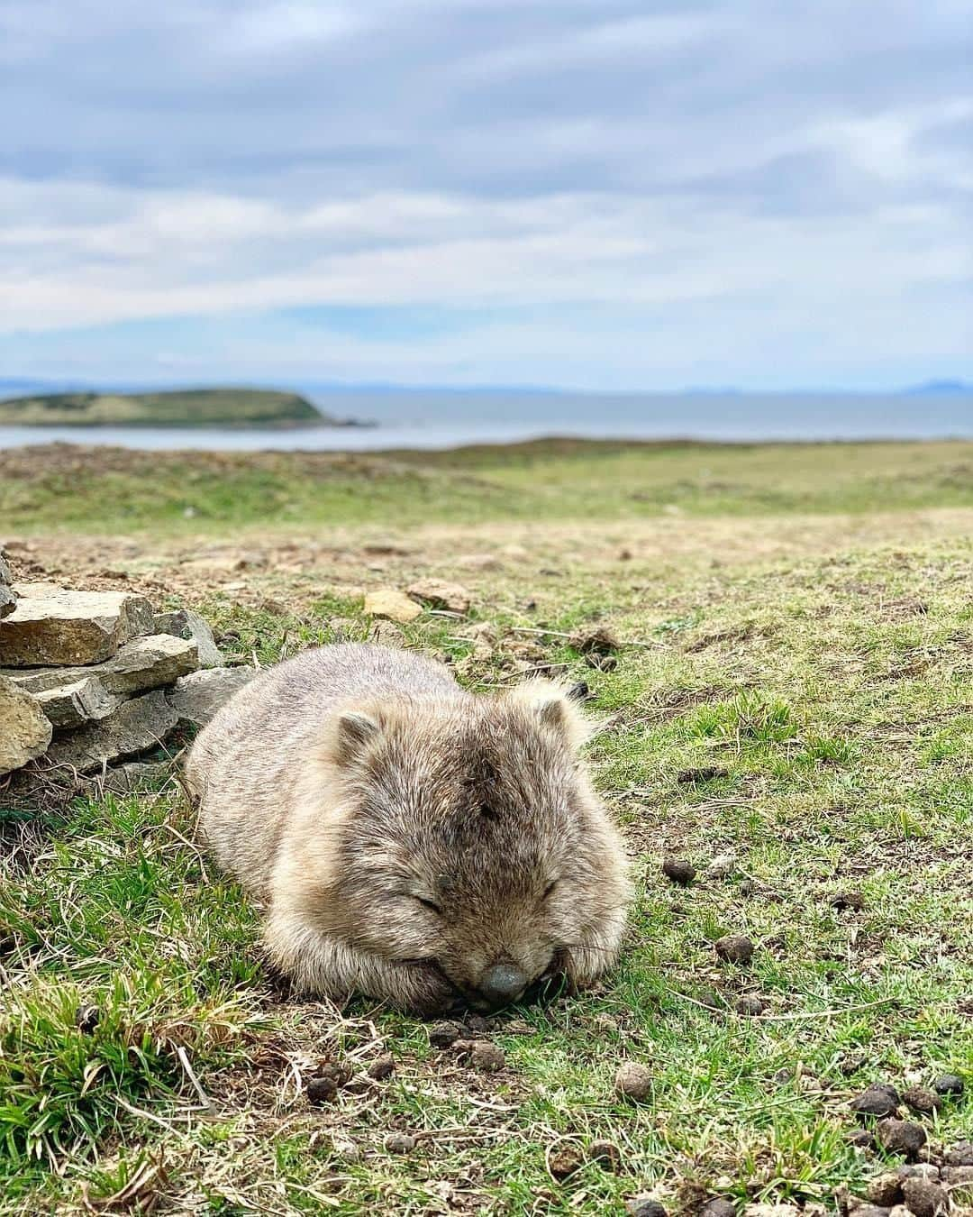 Australiaさんのインスタグラム写真 - (AustraliaInstagram)「Just five more minutes... 😴 @elorunstheworld spotted this sleepy #wombat on #MariaIsland in @Tasmania just after he’d hit the snooze button… again! This idyllic island, located just off @eastcoasttasmania, is an absolute haven for a wide range of #wildlife, including Cape Barren geese, Tassie Devils and, of course, wombats! With no cars and no shops, you can really soak up the serenity and make the most of the sparkling beaches and fascinating convict history of Maria Island. TIP: Explore the island on foot with the @mariaislandwalk, this four-day, three-night @greatwalksofoz experience will have you discovering amazing scenery by day, and enjoying gourmet food and wine and a comfortable bed by night. The perfect combo, we say!  #seeaustralia #discovertasmania #eastcoasttasmania #mariaislandwalk #greatwalksofaustralia」6月5日 20時00分 - australia