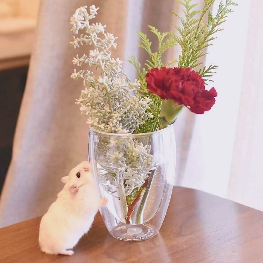 Bloomee LIFEさんのインスタグラム写真 - (Bloomee LIFEInstagram)「・ 「🌿素敵なお花屋さんが選んだ季節のお花が届くので、 どんなお花が届くのかなぁ？とワクワク💓💓」 今週のお花は何かな？ と箱を開ける瞬間も楽しみです ・ Special Thanks Photo by⠀ @pan_robo @nikoniko8686 ・ 童話の世界へお出かけしているような とってもキュートなハムスターさん🐹💐 笑顔をもらえる投稿です💕 ・ --- #まいにちローズ 🌹--- タイムラインにバラを咲かせて、まいにち当たるミニブーケをもらおう！ ・ 知っていますか？6月2日はローズの日💓 ローズの日は、自然の恵みに感謝を示す、海外のバラ祭りが元になった記念日です。 日本でも、バラが美しく咲くこの季節。 たくさんの人にお花の素晴らしさを伝えたい。 ・ バラの画像を投稿して、Instagramのタイムラインに咲かせることで、 お花の魅力を一緒に広めてみませんか？ ・ 詳しくは下記 or プロフィールトップのハイライトをチェック👌 ↓↓↓ ■プレゼント：#まいにちローズ で投稿した人の中から抽選で【まいにち1人にバラのミニブーケ】が当たる✨ ■参加方法： ①@bloomeelife をフォロー ②欲しい色のバラ画像を用意(キャンペーン公式ページで誰でも使えるオフィシャル画像を配布中) ③#まいにちローズ #bloomeelife を付けて投稿 ・ 当選者の方にはbloomee LIFE 公式アカウントよりDMにてご連絡させていただきます💌 ・ #bloomeelife#ブルーミーライフ#花のある生活#花好きな人と繋がりたい#おうち時間#花部#花写真#花が好き#花を飾る#暮らしを楽しむ#日々の暮らし#丁寧な暮らし#日々#お花のある暮らし#ナチュラル#素敵な休日#暮らしを整える#くらしのきほん#日々の暮らしを楽しむ#丁寧に暮らす#ローズ#ローズガーデン#バラ#ナチュラルインテリア#シンプルインテリア#シンプルな暮らし#ナチュラルな暮らし#ゴールデンハムスター#ハムスターのいる暮らし」6月5日 20時28分 - bloomee