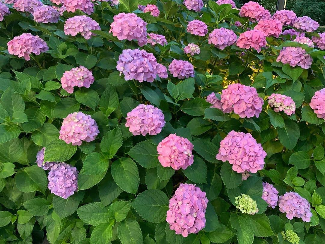 樹里咲穂さんのインスタグラム写真 - (樹里咲穂Instagram)「あじさい〜🌸🌸🌸🌸🌸 もうすぐ梅雨だわ💧💧💧」6月5日 20時30分 - juripyon1028