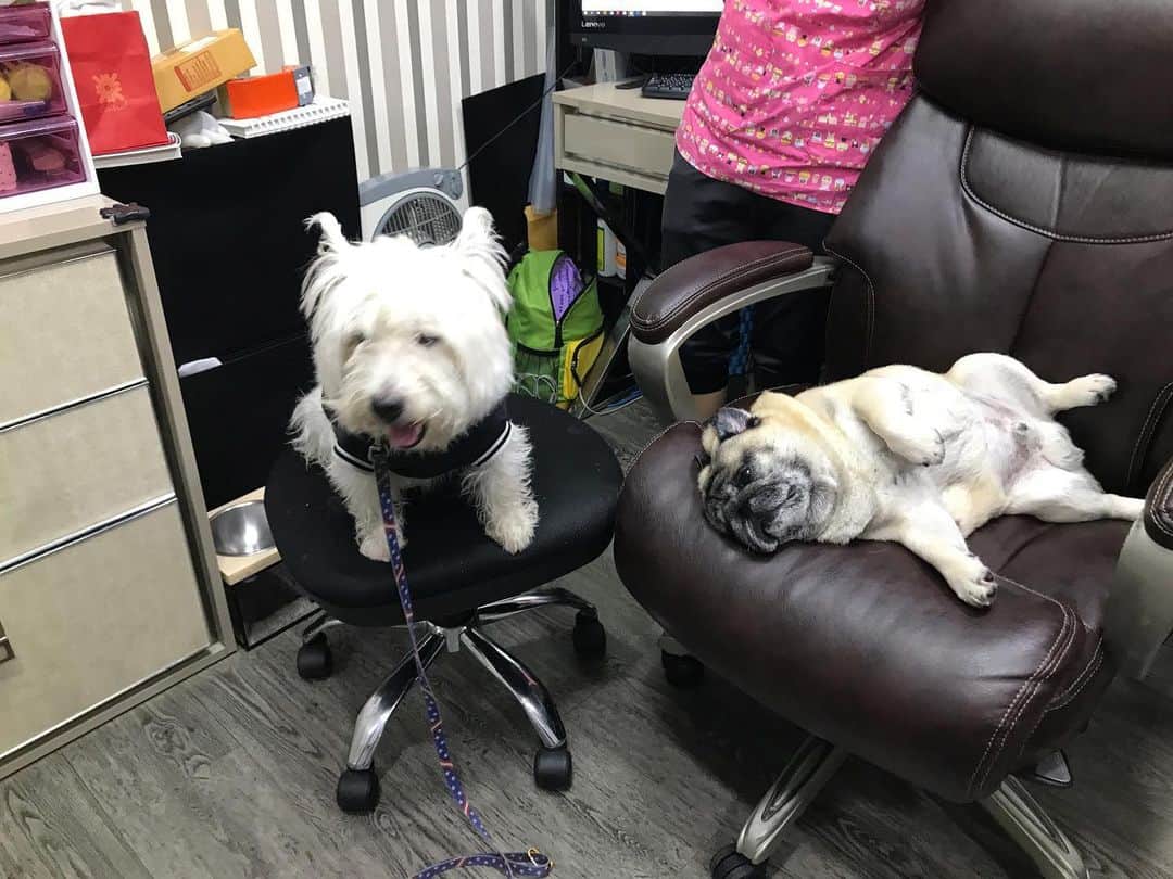 Hoykong&Plamuekのインスタグラム：「แวะไปเจอหมอติ๊ชชชชช หลับสบายเลยนะครับท่าน #plamuek_westies」