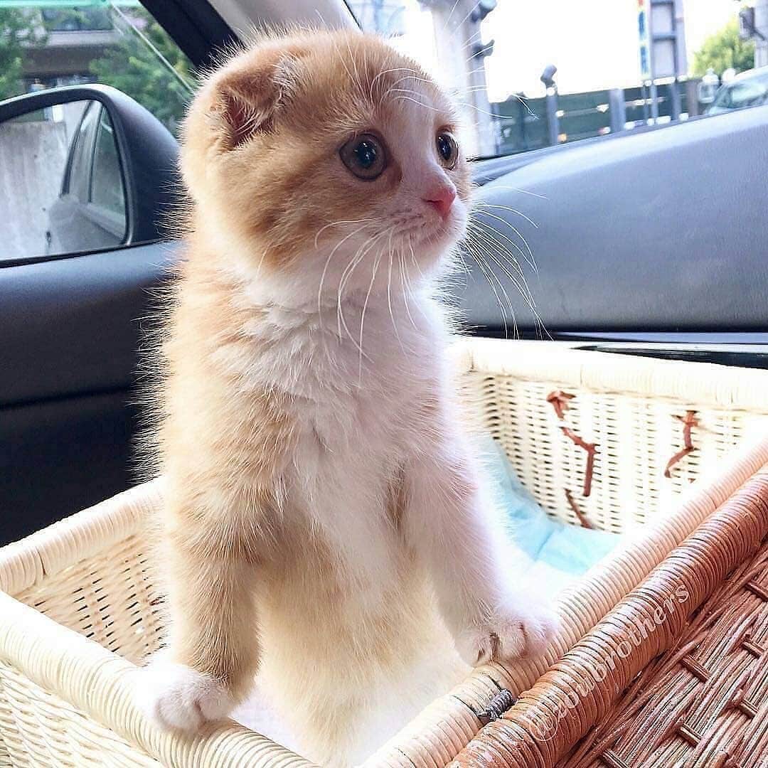Cute Pets Dogs Catsさんのインスタグラム写真 - (Cute Pets Dogs CatsInstagram)「8 adorable kittens to make your day!😊 📩 Submit your cat's photo to our contest email to be featured💕 ⠀⠀⠀⠀⠀⠀⠀⠀⠀ Notification ON 💙 #kittens_of_world and follow us to be featured 😸 From: @zoubrothers  @munchkin_minnie  @hana_kitty ⠀⠀⠀⠀⠀⠀⠀⠀⠀ #chat #neko #gato #gatto #meow #kawaii #nature #pet #animal #instacat #instapet #mycat #catlover #cat #cats #catofinstagram #catoftheday #catlover #catsagram #catlovers #cat_features #catlady #catlife #catlove #catsgram」6月5日 20時42分 - dailycatclub