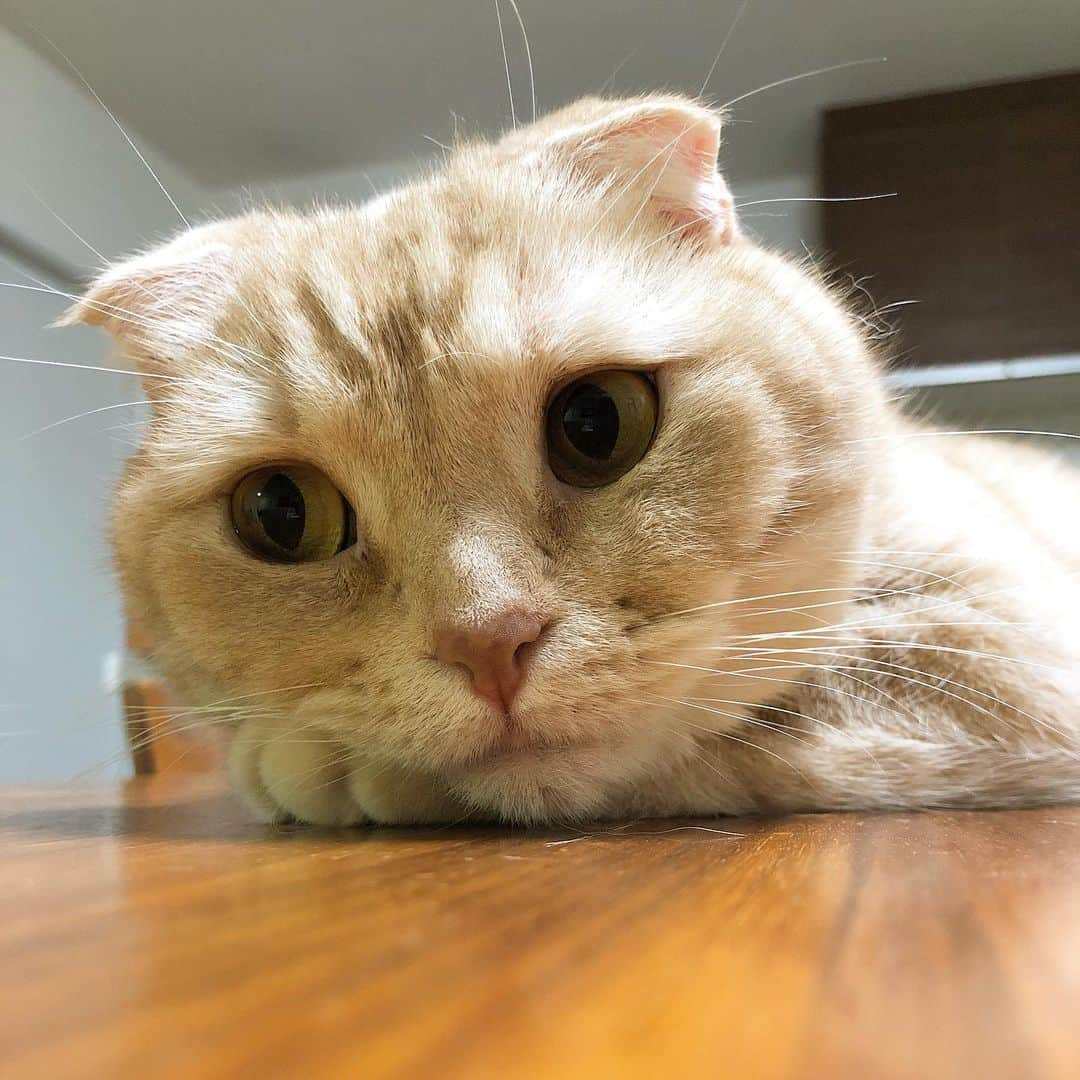 金太さんのインスタグラム写真 - (金太Instagram)「. ふーん😑 . . . .」6月5日 20時52分 - vvviopw