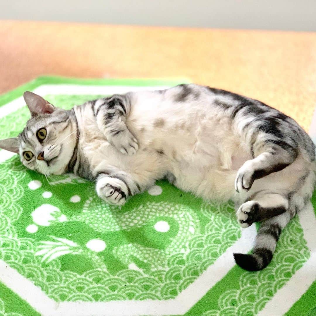 のインスタグラム：「仕事机の下のミラクル💖 うん、可愛い💖  #マンチカン #ねこ  #cat」