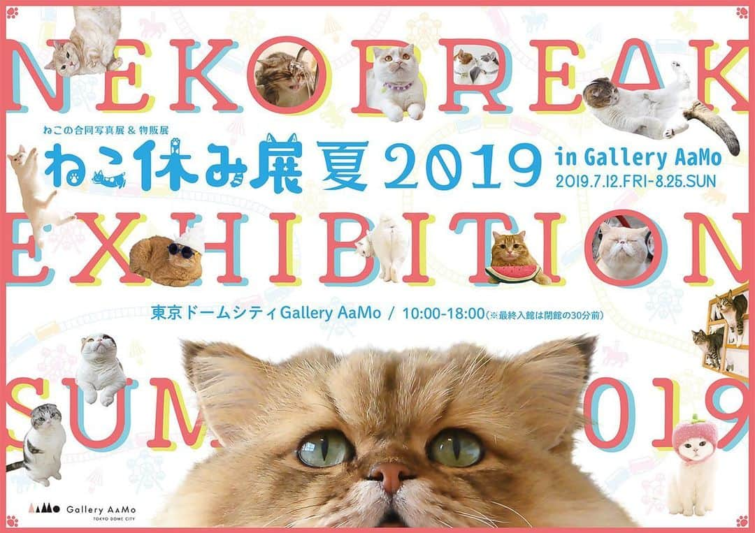 プンクマさんのインスタグラム写真 - (プンクマInstagram)「「ねこ休み展 夏2019 in Gallery Aamo」 令和元年のねこ休み展は、東京ドームシティーから。 7月12日から8月25日までのロングランです。夏休みに東京ドームシティーに遊びに来てはいかがですか。 #ねこ休み展 #ドリプレローズガーデン #猫 #猫写真展」6月5日 21時04分 - pnkm913