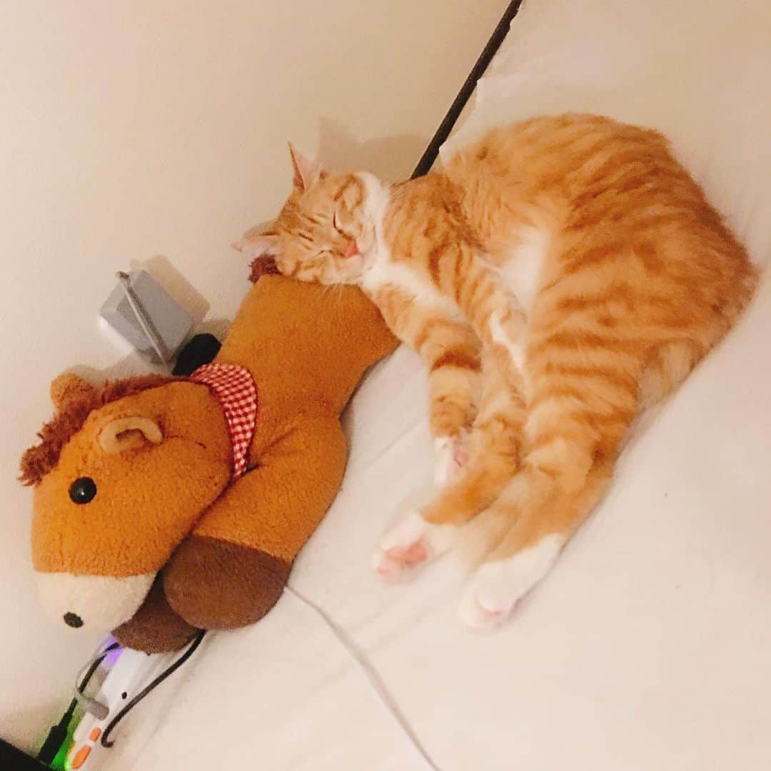 金巻ともこさんのインスタグラム写真 - (金巻ともこInstagram)「たくやでふみとなまきばちゃんとチャイ。 ＊ 解説しよう！ A.B.C-Zの河合郁人さんは木村拓哉さんのファンであり、このまきばちゃんのぬいぐるみにたくやという名前をつけて楽屋においているのだ！ うちではふみとです。 #kurohakuchai #tabby #orangetabby #cat #猫 #茶トラ」6月5日 12時18分 - tomotomoco