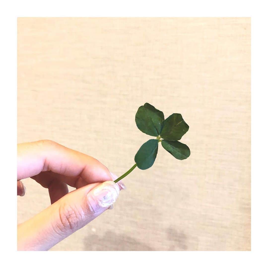 Rioのインスタグラム：「🍀✨🍀✨🍀✨ ラッキーのお裾分け…❤️ 数年ぶりに四つ葉のクローバーを見つけました！  しかも4つも😂笑っ  大切にしなくては❣️ ✨🍀✨🍀✨🍀✨🍀 後ほどストーリーにてクラファンイベント開催などについて！その他なーーんでもかまいません！質問受け付けたいと思っております！✨✨✨✨✨」