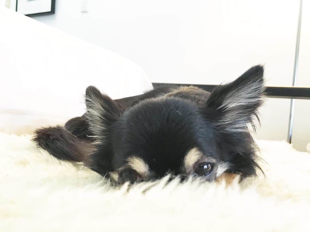 中倉隆道さんのインスタグラム写真 - (中倉隆道Instagram)「. かわい子ちゃん、ただいま🐶😊 . . どっか連れて行ってよー🐶🐾🐾っていう顔🤣 . . #愛犬 #チワワ #わんこのいる暮らし」6月5日 12時50分 - ryudo.tokyo