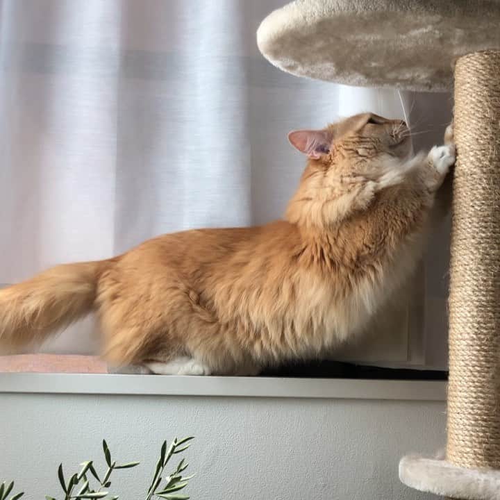 pon_0507のインスタグラム：「がりがりがり…… #pon #ねこ #ネコ #マンチカン #猫 #茶白猫 #neko #cat #munchkin #munchkincat #orangecat #gingercat #cutewildanimals #inscatram #bestmeow #videobyanimals #catsofinstagram」