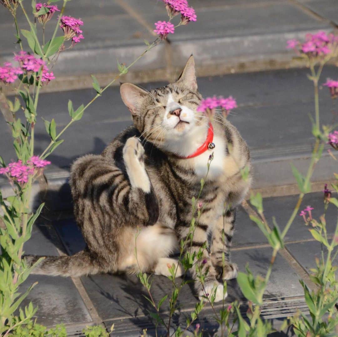 やふさんのインスタグラム写真 - (やふInstagram)「かいかいかいかい…ペロッ . #cat #neko #catlovers #catsofinstagram #catstagram #instacat #猫 #ねこ #ネコ #保護猫 #新吉」6月5日 13時29分 - kyafy