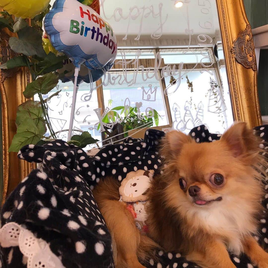 kayoのインスタグラム：「* * ✨🎀Happy Birthday🎀✨ * * くりお2歳になりました🎂🎉 * * @dogsalon_motto で バースデートリミング してもらったよ🛁✨✨ * * 2019.6.5 kulio💗🎂 * * #happybirthday #お誕生日 #くりお2歳 * #chihuahua#chihuahualove#dogstgram#dog#instadog#チワワ#チワワ大好き * *」