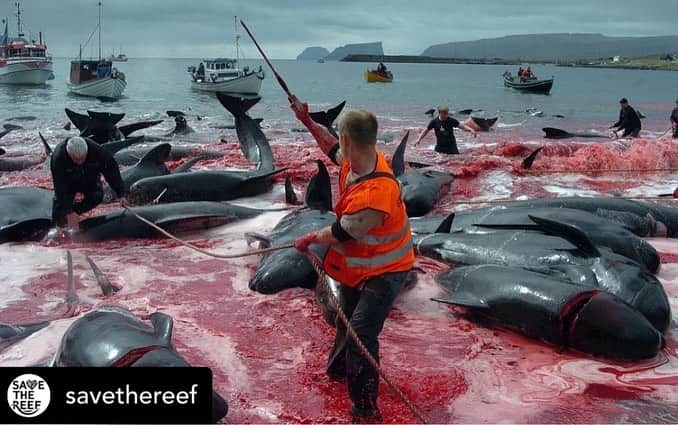 スティーヴ・アオキさんのインスタグラム写真 - (スティーヴ・アオキInstagram)「Absolutely horrific and so so saddening. Breaks my heart to see this. . . #repost @savethereef ⚠WARNING GRAPHIC IMAGES⚠ How is this barbaric killing of whales and dolphins still legal? This annual slaughter takes place in the Faroe Islands and the typically blue sea turns into a horrifying red color due to the countless bodies of dead whales and dolphins.  Apparently, this tradition goes back to the year 1584 and it‘s a communal activity where all the locals get together to ruthlessly slaughter hundreds of whales and dolphins.  How are the whales killed? The fishermen enter the water in boats and as soon as pods of whales arrive close to the bay, they surround them and lead them towards land to be beached and slaughtered. When the whales are close enough, a hook is inserted into their blowholes to bring them further up the shore and their necks are then stabbed with a spinal lance and their spinal cords are severed, which further cuts the blood supply to its brain. The whale loses consciousness and dies within a few seconds.  An entire pod of whales can be killed in less than 10 minutes and the entire community pitches in the slaughtering while it takes place in plain sight. Reportedly, each whale is recorded and regulated by authorities and the Danish people claim that this practice is not cruel and is carried out in regard to international laws. But we ask how can this be a law? Approximately 500 cetaceans have now been killed ‘for food’ in these islands since the beginning of 2019. Let’s hear what your thoughts are — is this tradition of slaughter cruel and should it be stopped or be allowed to continue? #savethedolphins #karmagawa #savethewhales #savethereef」6月5日 13時40分 - steveaoki