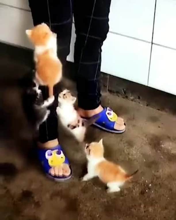 Aww Clubのインスタグラム