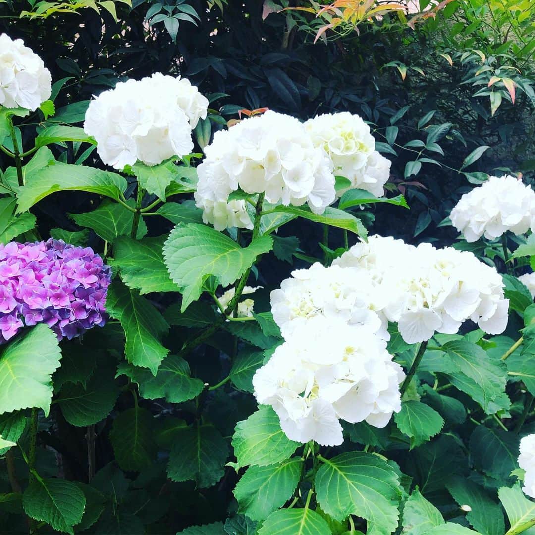 阿部洋子さんのインスタグラム写真 - (阿部洋子Instagram)「❁⃘*.ﾟ 見知らぬ街のアジサイ。 #紫陽花」6月5日 14時42分 - hirocoring