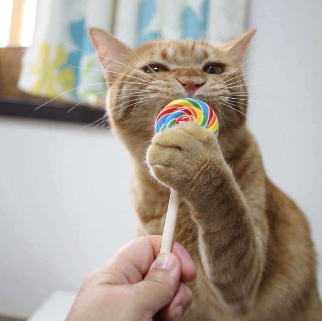 コテツさんのインスタグラム写真 - (コテツInstagram)「2019/6/5 必死すぎて面白くなる子🍭 モツが必死すぎてこてっちゃんが逃げたので こてっちゃんはまた今度チャレンジ！ . #モツ坊  #ロリポップチャレンジ大中小🍭  #ロリポップチャレンジ #フライングタイガー . #朝ワンコ夕ニャンコ #pecoねこ王子 #ペティオ柴公園 #猫びより #自由ネココンテスト @fujifilm_photois  #50000人の写真展  #photois  #いつものこと  #東京 #猫ちゃん自慢_アミーゴ」6月5日 15時18分 - kotetuchan