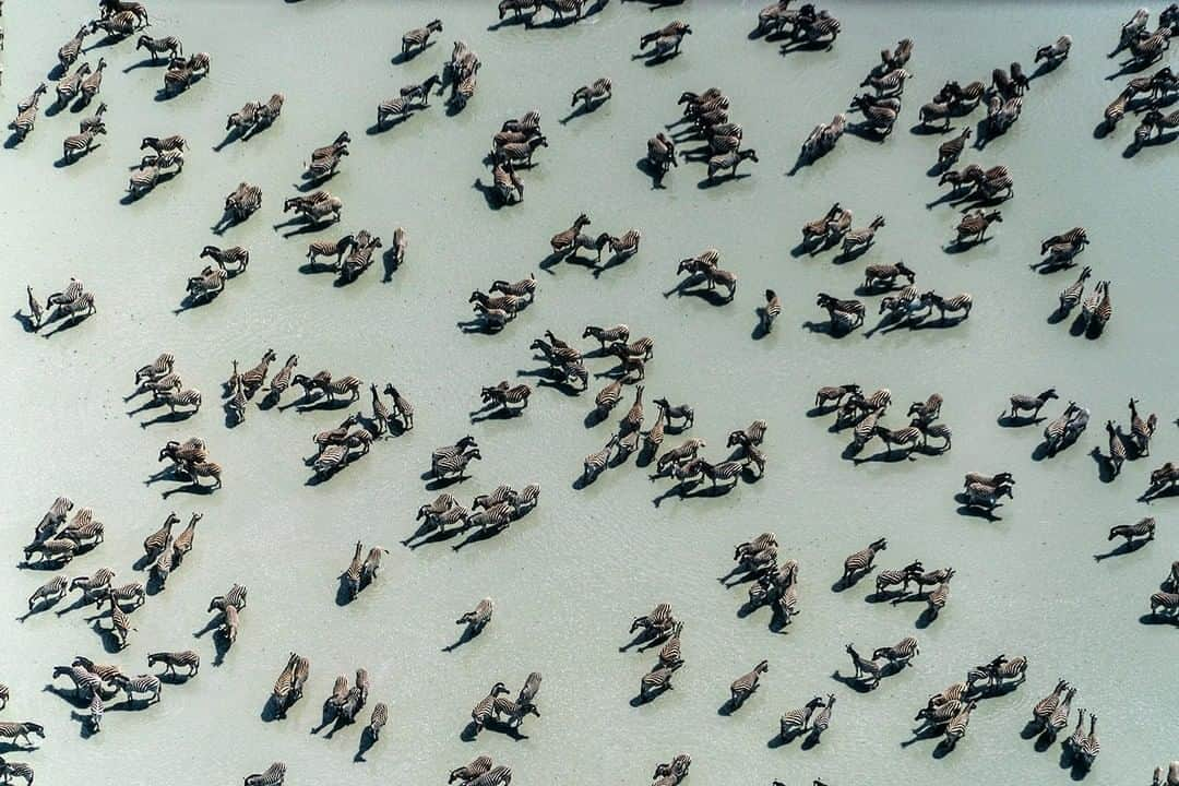 ナショナルジオグラフィックさんのインスタグラム写真 - (ナショナルジオグラフィックInstagram)「Photo by Beverly Joubert @beverlyjoubert | Gathered together like ants around a sugar bowl, family groups of zebras (plus a single springbok if you like to find the odd one out) congregate in the shallow water that has covered the Makgadikgadi salt pans in Botswana. Ancient wildlife paths to the vast Mkgadikgadi Pans were blocked by cattle fences in the 1960s, and a massive migration of zebras and wildebeest was lost. Recently, however, a fence was dropped, and despite the fact that no zebra alive would have previously walked this route, the migration was revived. Researchers believe that these important migratory routes are somehow genetically encoded and are working to discover the mechanisms behind it. But this does show us how much we don’t know, and how important historical migratory routes are. This World Environment Day it is certainly worthwhile assessing other fences and the impact (positive or negative) that they may be having. This is especially relevant now, as the Botswana government has announced that it will be closing numerous migratory routes in a bid to curb elephant movement. #WorldEnvironmentDay #makgadikgadi #zebramigration #ancientwildliferoutes #botswana」6月5日 15時39分 - natgeo