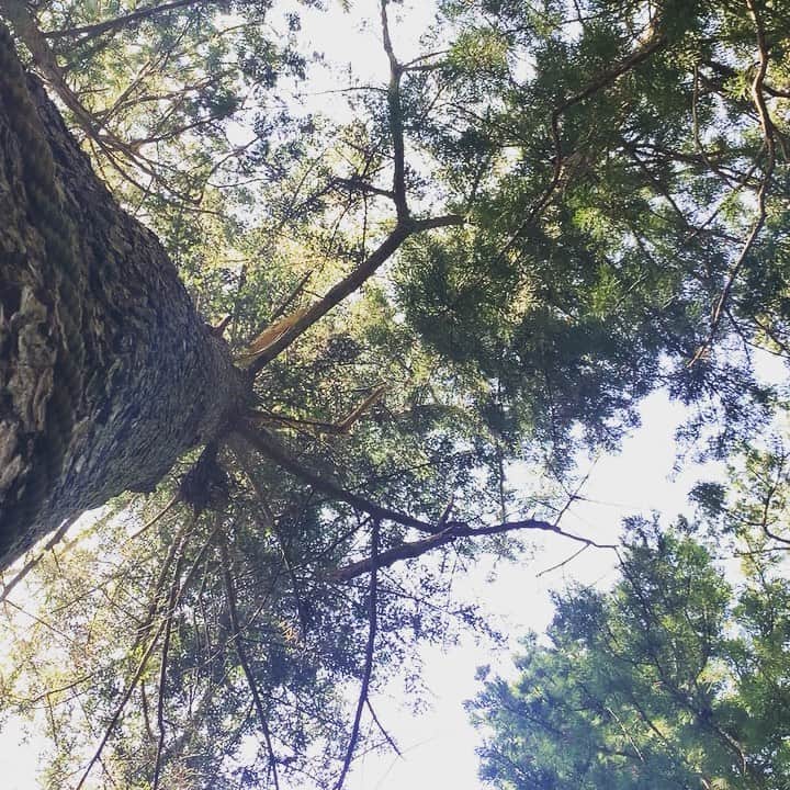 のインスタグラム：「beautiful sound 🌲  #河口浅間神社」