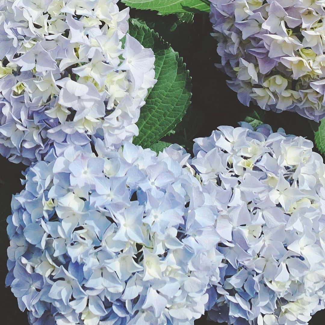 速水里彩さんのインスタグラム写真 - (速水里彩Instagram)「. ロケ中に発見〜🥰 最近お花が好きなので見つけたら つい写真を撮っちゃいます🌸💠 . #紫陽花」6月5日 15時46分 - hayami.risa