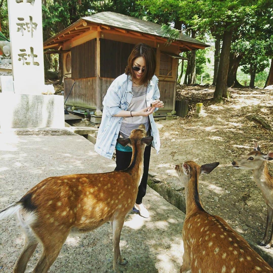宮本美季のインスタグラム：「人生初の奈良。やっぱここに来なくては。圧巻でした。そして鹿はだいぶグイグイ来ました。  #奈良の鹿アグレッシブ #東大寺 #いい空気 #奈良cento」