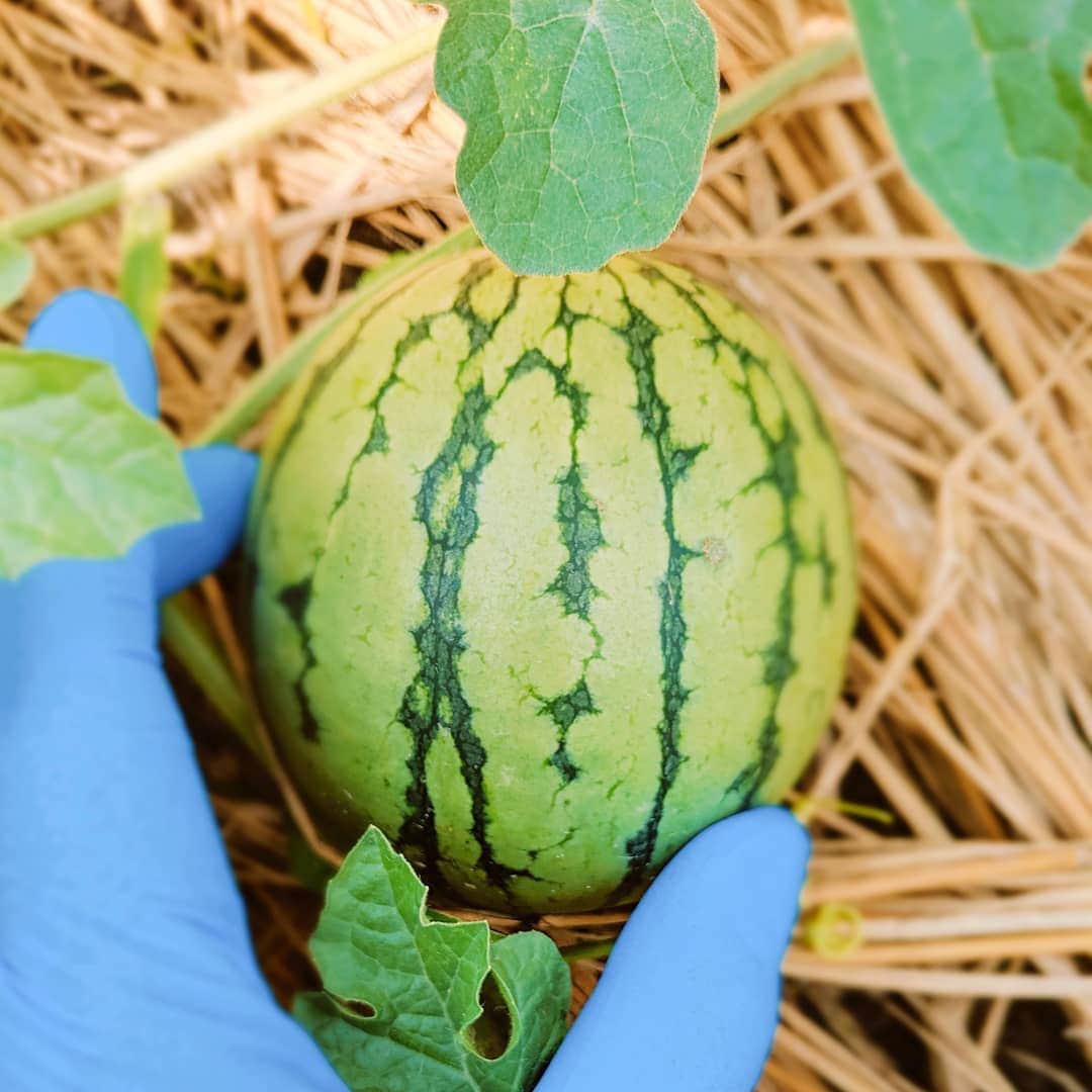 焼肉らんどのグルメインスタ