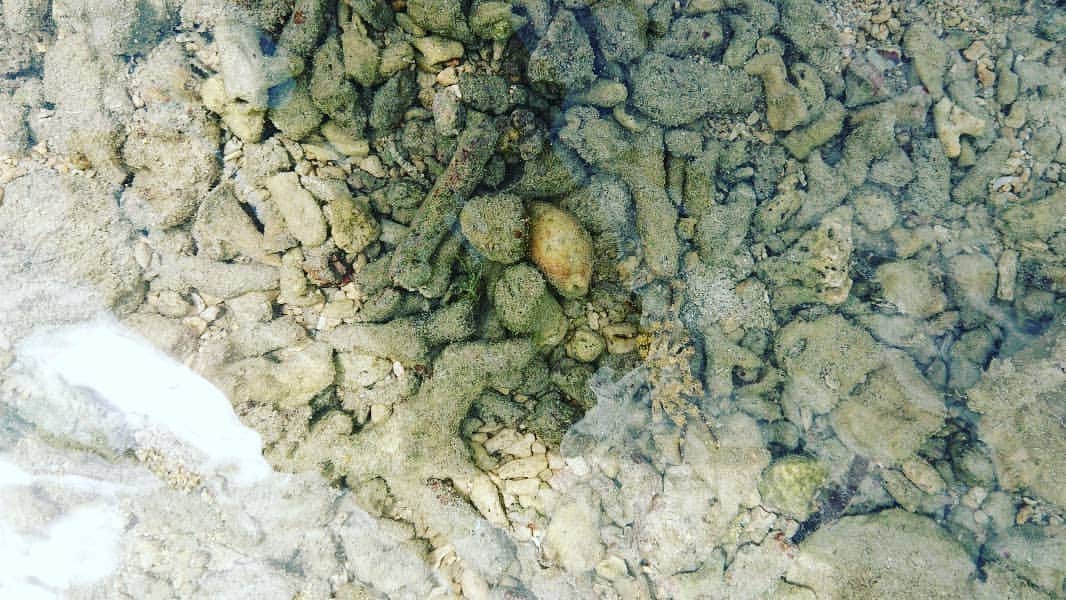 末野卓磨さんのインスタグラム写真 - (末野卓磨Instagram)「③の写真に蟹がいます。 俺は肉眼で見て、石が動いた！(; ﾟ ﾛﾟ)って驚きましたww」6月5日 15時55分 - takuma_sueno