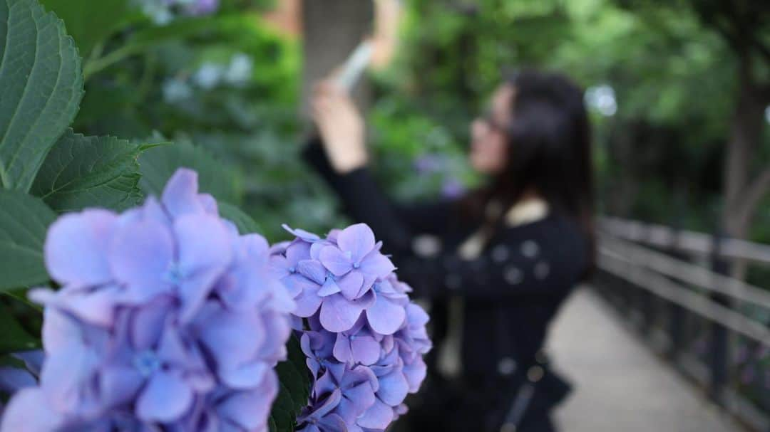 浅野杏奈さんのインスタグラム写真 - (浅野杏奈Instagram)「紫陽花の季節がやってくる﻿ ﻿ ﻿ ぴっちぴっちちゃっぷちゃっぷらんらんらんっ﻿ ﻿ #photography #photooftheday  #ポートレート #fashion #ootd  #film #followme ﻿﻿﻿﻿﻿﻿﻿﻿﻿﻿﻿﻿﻿﻿﻿﻿﻿﻿﻿﻿﻿﻿﻿﻿﻿﻿﻿﻿#アイドル #instagood #instalike #coordinate #instafashion #film #selfie #粉我 #你好 #时装 #时尚 #赞  #卡哇伊 #横浜 #散策」6月5日 21時28分 - this.is.anna_box