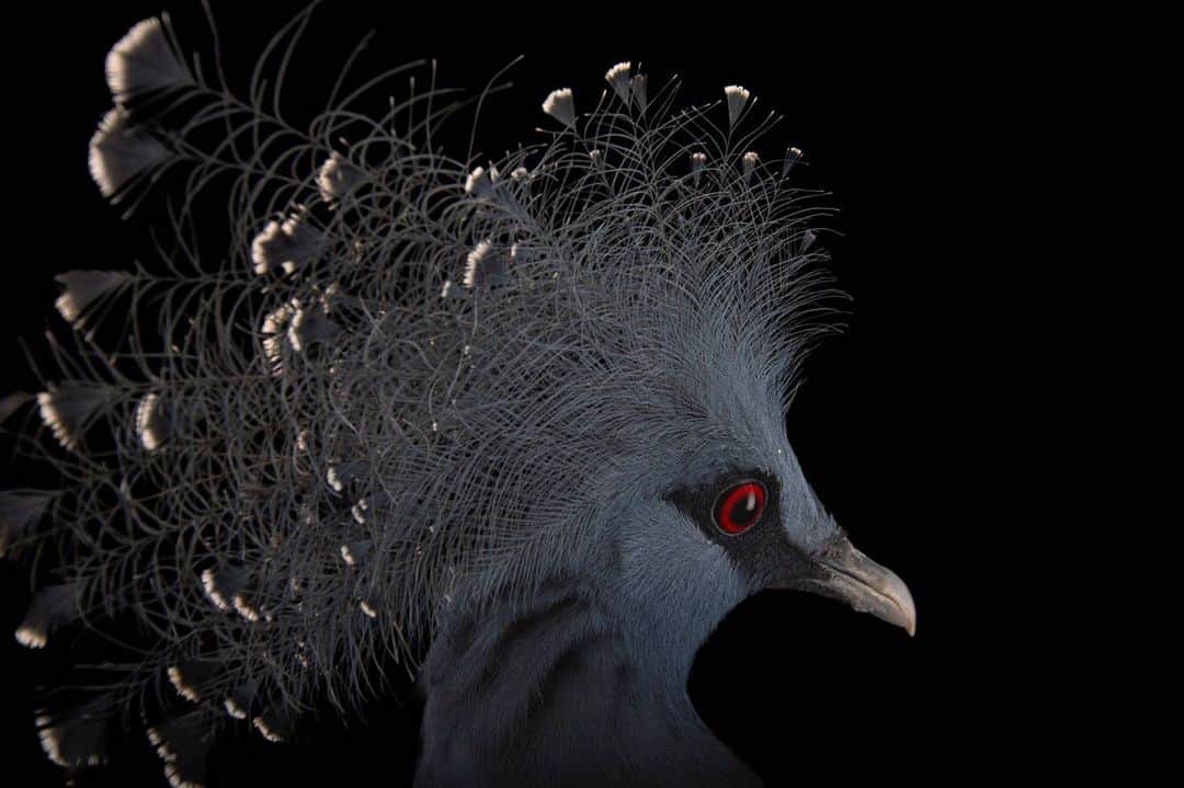 Joel Sartoreさんのインスタグラム写真 - (Joel SartoreInstagram)「Named for the Britain’s Queen Victoria, the Victoria crowned pigeon is certainly worthy of a royal status among its feathered friends. With a blue lace crest, scarlet eyes, black mask, and large stature, this bird is unlike any other pigeon you’ll find in your local city park. This large, beautiful creature can grow to be as big as a turkey, making it the largest species of pigeon in the world. In the forests of northern New Guinea, Victoria crowned pigeons spend most of their time in small groups on the ground, looking for fallen fruit, seeds and insects to eat. Because they spend the majority of their time on the forest floor, they are relatively easy for hunters to capture and sell to collectors who want their beautiful feathers or wish to keep the birds as pets. Not buying this or any other wildlife as pets helps save species, ensuring they survive in the wild for many years to come. Photo taken @sylvanheights_birdpark. #Pigeon #victoria #crownedpigeon #blue #royal #newguinea #notapet #savetogether #photoark」6月5日 21時22分 - joelsartore