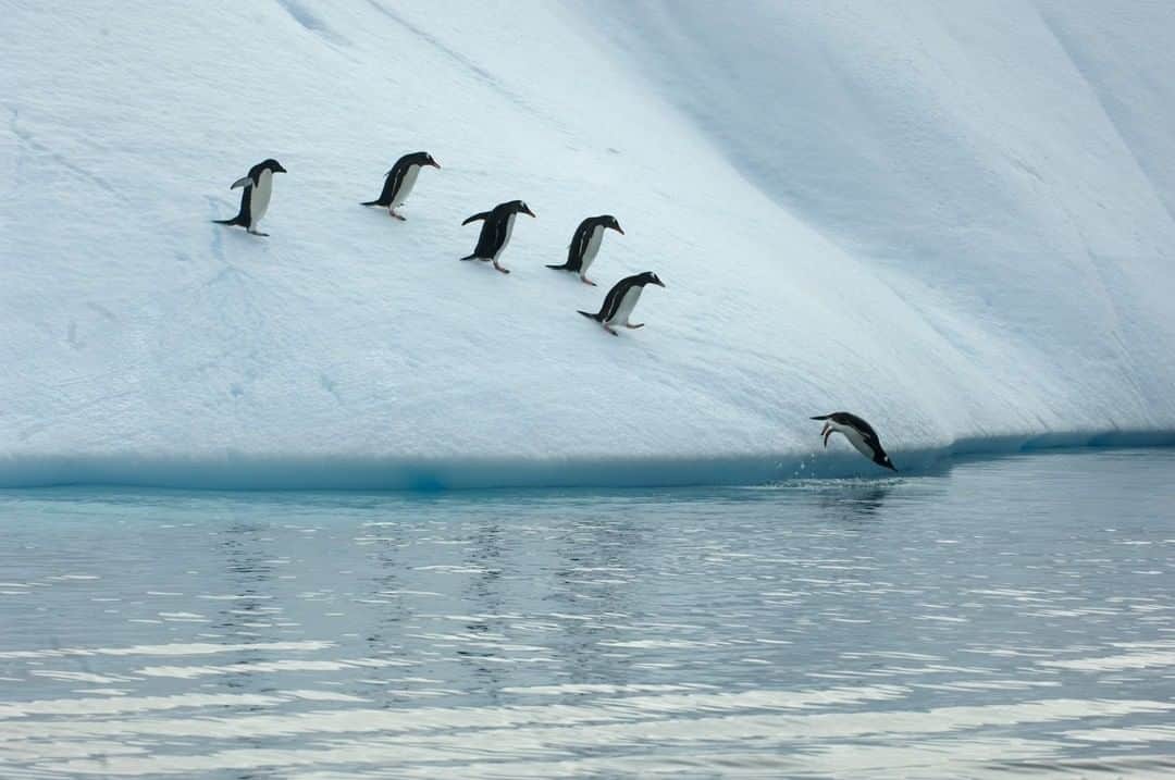 National Geographic Travelさんのインスタグラム写真 - (National Geographic TravelInstagram)「Photo by Pete McBride @pedromcbride | Penguins have lived in Antarctica for tens of thousands of years, facing a variety of changing climates with resilience. In our lifetime, however, unique challenges posed by our warming climate will arise from threats to the penguins’ food supply and their disappearing habitat: sea ice. This World Environment Day, let’s work to protect our world’s coldest environments as their inhabitants are forced to leave their homes and seek refuge further south. If we don’t prioritize conservation today, they won’t have a home to go back to in the future. For more on endangered environments, follow @pedromcbride. #WorldEnvironmentDay #penguins #Antarctica #changingclimate」6月5日 16時05分 - natgeotravel