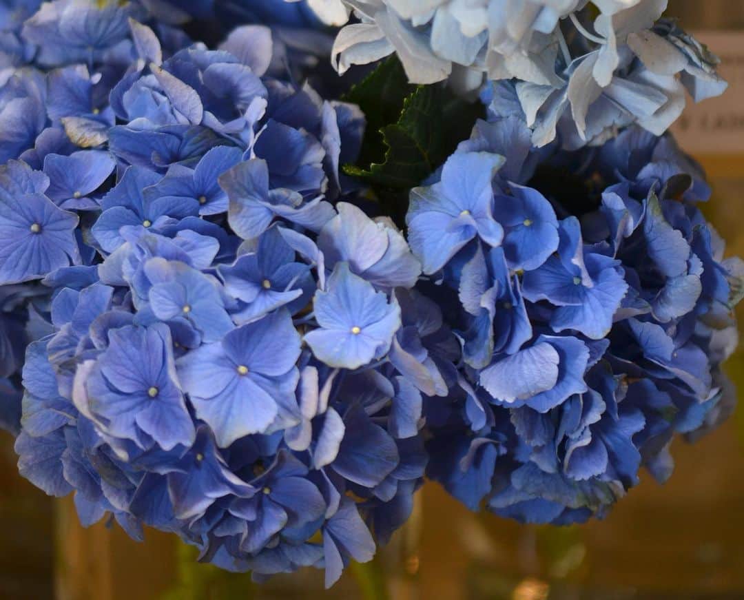 AOYAMA_HANAMOさんのインスタグラム写真 - (AOYAMA_HANAMOInstagram)「6月に咲く花といえば、アジサイ。この時期は各地のアジサイの名所も見頃を迎えますね。 青山店にも淡い色や濃い色など、さまざまな切花のアジサイが入荷しています。花束やアレンジメントにあしらうと、季節感あふれるフラワーギフトになりますよ。 - - - #flower #flowers #flowershop #florist #tokyo #aoyama #webstagram #flowerstagram #instagood #followme #花 #花屋 #フラワー #マクロ萌え部 #ザ花部 #花のある暮らし #花のある生活 #花育 #東京 #青山 #表参道 #アジサイ #紫陽花 #ハイドランジア #hydrangea #earlysummer #フラワーギフト #flowergift」6月5日 16時16分 - aoyama_hanamo
