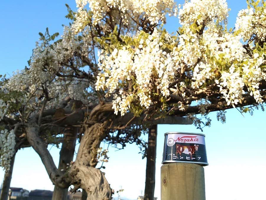 ノザキのコンビーフさんのインスタグラム写真 - (ノザキのコンビーフInstagram)「おでかけキャンペーン結果発表③✨ . ／ ただいま優秀賞しゃま様の作品をご紹介♪ 🐄「春のお花をたっぷり堪能できたよ～」 ＼ . . 4月より開催しておりました「#ノザキのコンビーフとお出かけしましょ」キャンペーンの結果発表を開催中！ 受賞作品は、Instagram大賞・Twitter大賞・優秀賞(3点/順不同)の計5作品です。 . . . #お出かけ #おでかけ #旅行 #ファインダー越しの私の世界 #写真好きな人と繋がりたい #春 #桜 #お花見 #ピクニック #GW #ゴールデンウィーク #写真 #写真部 #カメラ #プレゼント #キャンペーン #vacation #instagood #trip #travel #photo #photography #コンビーフ #ノザキ #ノザキのコンビーフ #牛のマークのコンビーフ #牛 #cornedbeef #nozaki」6月5日 16時24分 - nozaki1948
