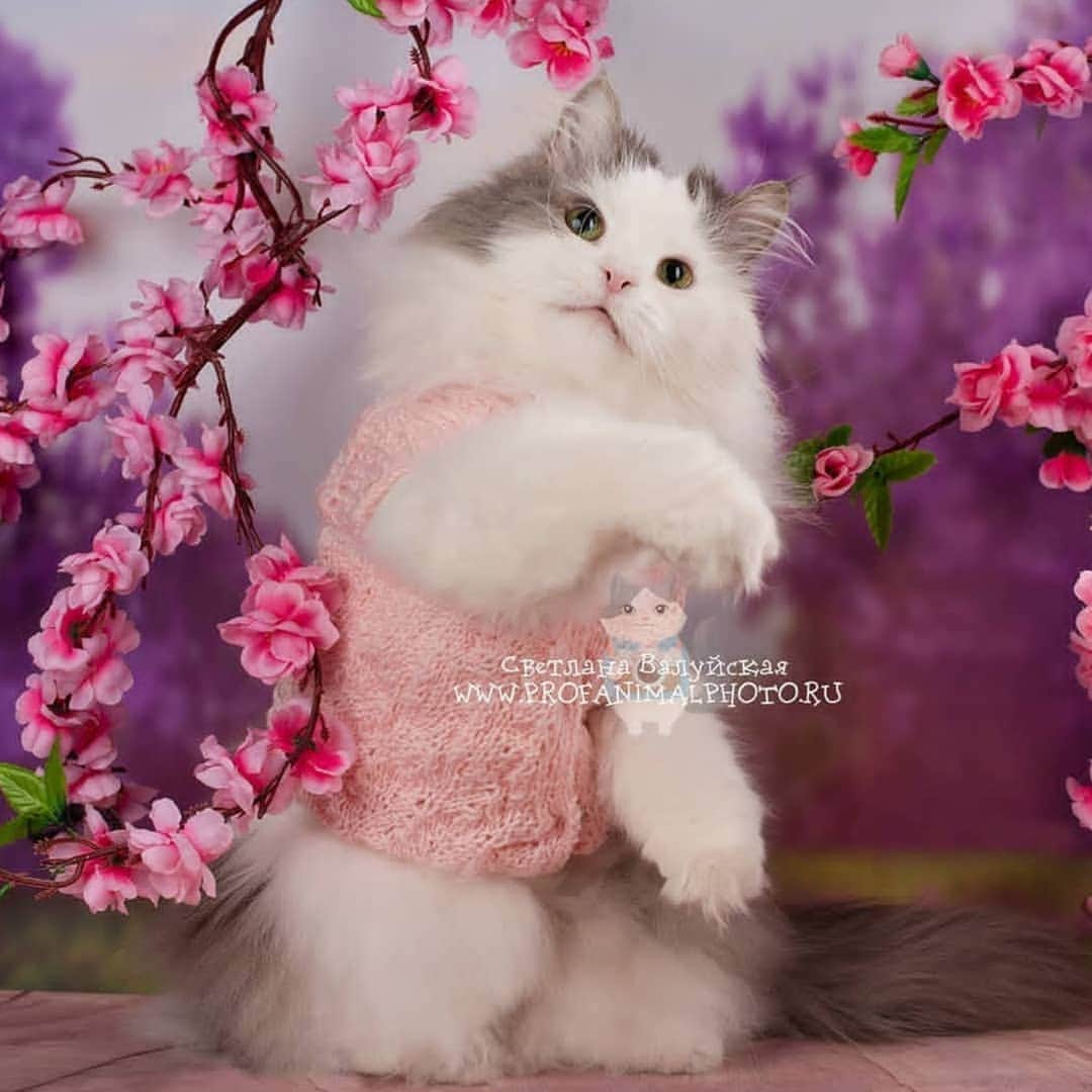 CatStockerのインスタグラム：「Hello! #catstocker is here!  Follow our FURRriend @kot_totosha  Scroll right for more pictures 👉 . . . . .  #cat #neko #mačka #chat #котка #kotek #kot #кіт #mače #кошка #кот #katze #gato #gatto #kissa #子猫 #猫 #고양이 #貓 #kedi #köttur #kissanpentu #חתול #кішка #子猫 #kittens #小猫 #kätzchen #котята」