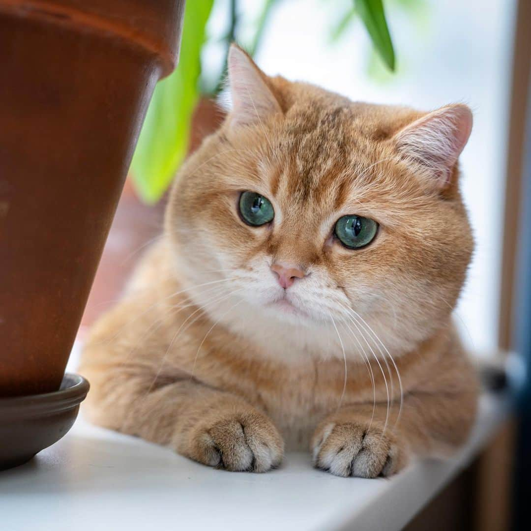 Hosicoさんのインスタグラム写真 - (HosicoInstagram)「Hunting bugs 🐞🐜」6月5日 17時00分 - hosico_cat