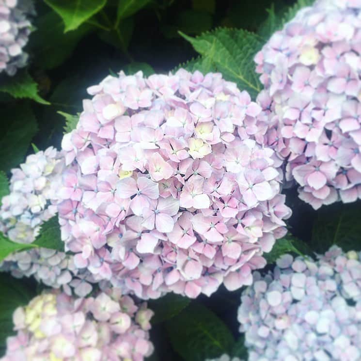 のインスタグラム：「皆さま、こんにちは！  梅雨に彩りを添える #紫陽花 は 真っ白、薄いピンク、薄い紫、 ピンク、紫、青など… 本当に様々な色合いで咲き 華やかで元気を貰える花ですね！ . 私も毎朝、通勤途中の公園で、 最近咲き始めた紫陽花を見るのが楽しみになりました♪ これから見頃を迎える各地のあじさいの名所巡りも 友人と計画中です^^ . . 紫陽花には、小さな花の集まりから 「家族団欒・家族の結びつき」という花言葉も。 小さな花が集まって、まあるく咲く様子が かわいらしくて素敵ですよね。 . . 梅雨の時期はなかなかおでかけ気分に なれませんが、紫陽花の今の時期だけの 美しさを堪能してみてください^^ . （編集部Y） . ─────────────── ★ほぼ毎日更新中★ こちらよりフォローしてください♪ ↓　↓　↓ 【フレシャス公式】 @frecious_official ─────────────── #フレシャス #FRECIOUS #天然水#ウォーターサーバー#waterserver#丁寧な暮らし#緑のあり暮らし#花のある暮らし#花#flower#季節のお花#梅雨#アジサイ#あじさい#癒し#花言葉#家族団らん」