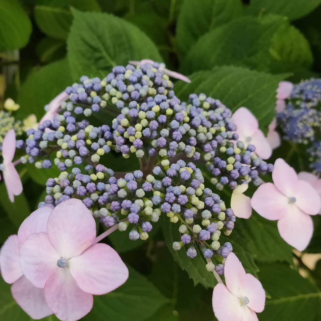 のインスタグラム：「つぶつぶが美味しそうに見える😋  #6月#梅雨はもうすぐ#紫陽花#駄菓子好き」