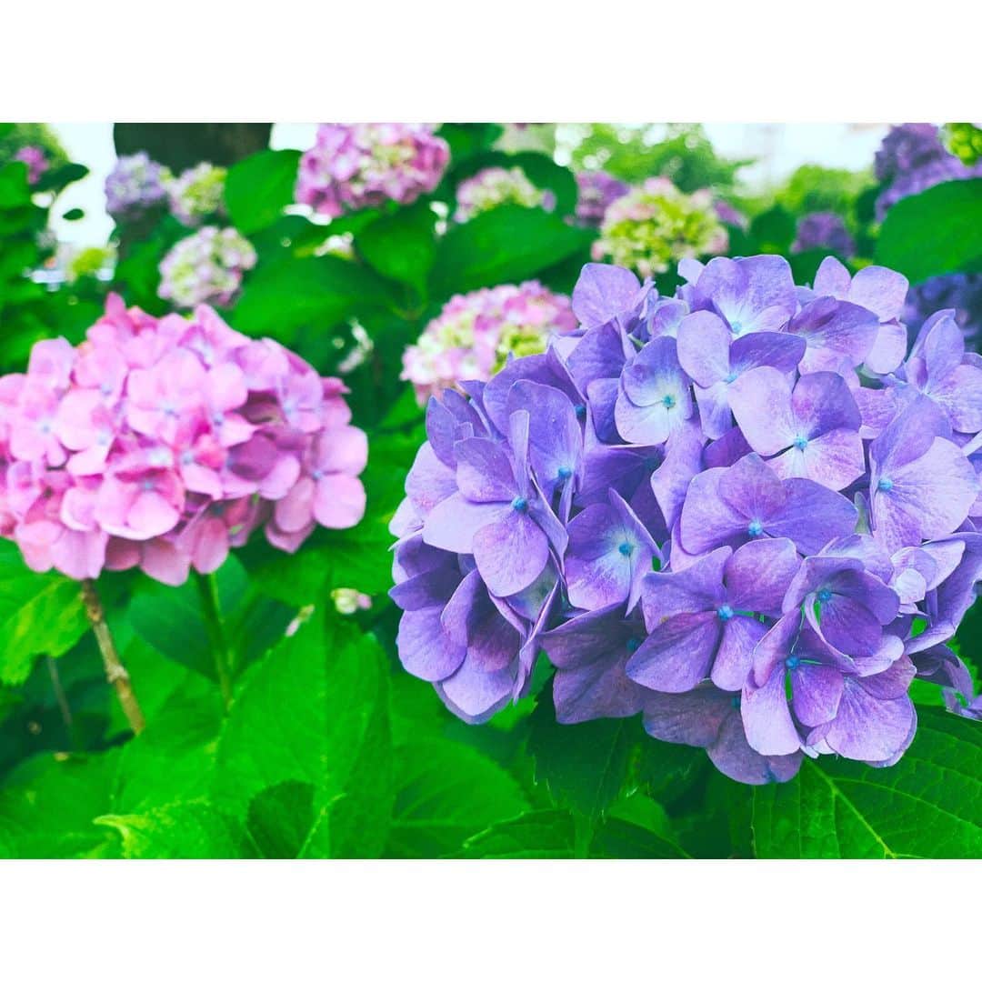 上野なつひさんのインスタグラム写真 - (上野なつひInstagram)「名古屋公演昨日、そして見に来て下さる皆様今日も宜しくお願いします◟̊◞̊ 隣の東別院に綺麗な紫陽花が咲いてました☺️そんな季節✨」6月5日 17時29分 - natsuhi