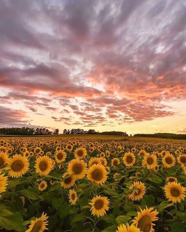 JALさんのインスタグラム写真 - (JALInstagram)「. From late July to mid-August the fields of Hokuryu Sunflower Village, in Hokkaido, burst with vibrant color☀️ #NoPlanNoProblemJune  北海道北竜町のひまわりの里🌻 黄色に色づく見頃は8月上旬です👀 . . photo by @xx_hiro_photos_xx Post your memories with #FlyJAL  #JapanAirlines  #japan #hokkaido #sunflower」6月5日 17時30分 - japanairlines_jal