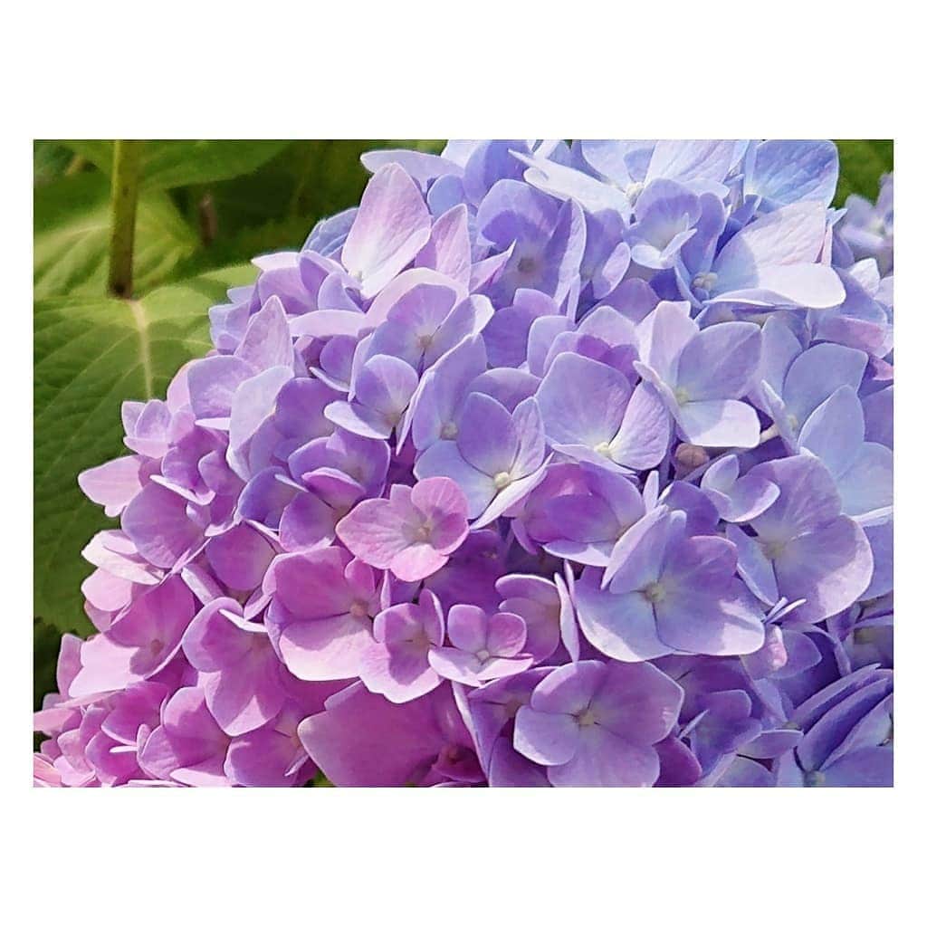 花村怜美のインスタグラム：「綺麗なグラデーション。 晴れた日の紫陽花もまた良いですね。 #紫陽花 #あじさい #花 #植物 #自然 #hydrangea #flower #flowers #flowerstagram #nature #plants #pink #gradation #beautiful #japan」