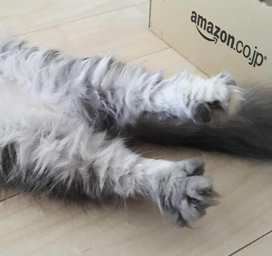 藤原ゆかのインスタグラム：「うしろあし🐾」