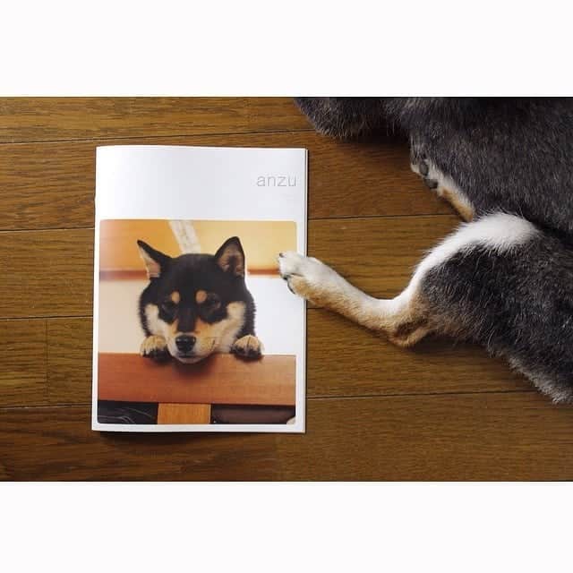 Photobackさんのインスタグラム写真 - (PhotobackInstagram)「本日ご紹介するのは、 anzu_tetsu(@anzu_tetsu)さまの作品です🐕✨ . 『愛犬が我が家にやってきて、 一年がたった記念につくりました🌈』 . 大切なわんちゃんの写真をまとめた一冊です❣️ . 犬種はおそらく柴犬でしょうか？👀 黒毛のわんちゃんもとってもキュートですね☺️ 元気な姿がたくさんのフォトブックで、 こちらも幸せな気持ちになります🙌 . いろいろな表情を楽しめる、 ペットのフォトブックは お部屋のインテリアにもぴったりです🥰 . anzu_tetsu(@anzu_tetsu)さま、 今回は素敵な作品をありがとうございました🍀 . #photoback #フォトバック #フォトアルバム #フォトブック  #photoback作品紹介2019 #photoback春の思い出2019 #photoback新アプリリリース #思い出 #写真 #photo #愛犬 #ペット #柴犬 #dog #黒柴 #シバイヌ」6月5日 17時45分 - photoback.jp