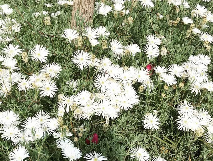 ときさんのインスタグラム写真 - (ときInstagram)「🌸🌹🌺🌻🌼💐 #we_love_jeju2019」6月5日 17時59分 - toki_ringomusume