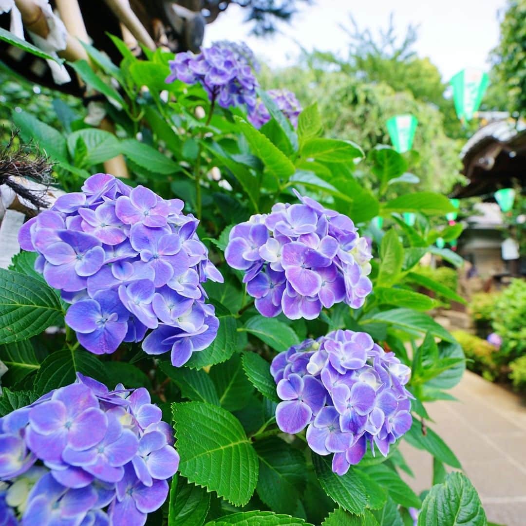 楽天トラベル さんのインスタグラム写真 - (楽天トラベル Instagram)「都心のあじさい神社として親しまれている #白山神社 😊 例年6月にはピンク、青、紫、白など色とりどりの 約3,000株のあじさいが見頃を迎えます🌿 開花中には #文京あじさいまつり が開催。 週末を中心にイベントが開催され終日多くの花見客で賑わいます。 . 文京あじさいまつり　2019/6/8～6/16 . ************************ 旅先で撮った素敵な写真に @rakutentravel をタグ付けしてシェアしてね♪ 厳選してこのアカウントで紹介させていただきます！ ********************** .  #楽天トラベル #楽天  #rakutentravel #旅 #旅行 #旅に出よう #旅行好きな人と繋がりたい #travel #trip #日本 #japan #일본 #instagramjapan #IG_JAPAN #japantrip #あじさい  #tokyo #lovetraveling #白山神社あじさい祭り #紫陽花」6月5日 18時00分 - rakutentravel