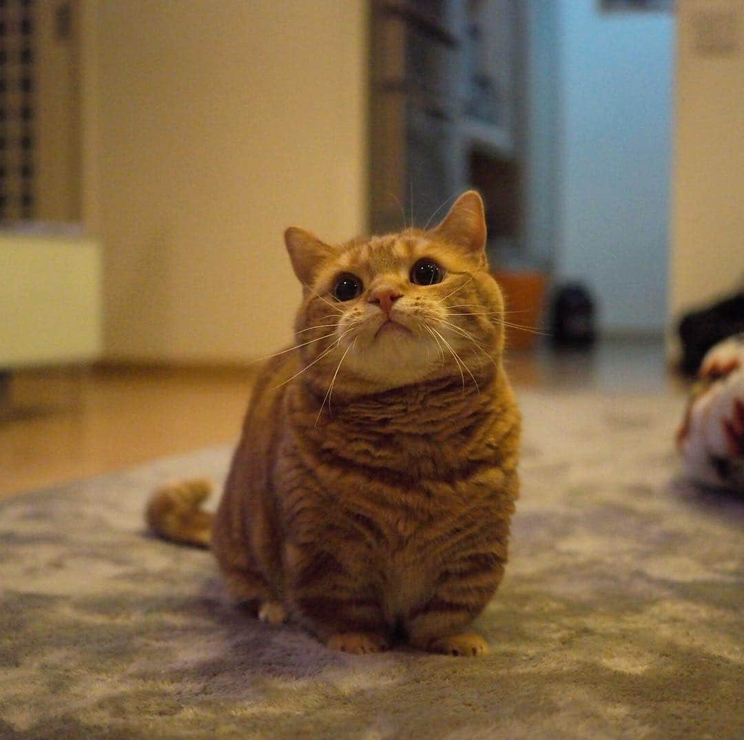 茶太郎 & きなこさんのインスタグラム写真 - (茶太郎 & きなこInstagram)「茶太郎師匠と🐾 遊んで欲しいにゃฅ( ̳• ·̫ • ̳ฅ)💕 I want you to play with chataro😽 #抱っこでも良いにゃりよ #マズルぷっくりしちゃったにゃ #きなこは二階の大きなベッドで寝てるにゃ #マンチカン#猫#munchkin #cat#catstagram #amazing#ねこ#茶トラ#短足#catsofinstagram#excellent_cats#9gag#cats_of_world_#instacat_meows#bestcats_oftheworld#catsofig#instacat#cats_of_instagram」6月5日 18時13分 - amaccho5160